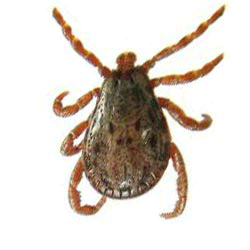 فروش سم کنه کش